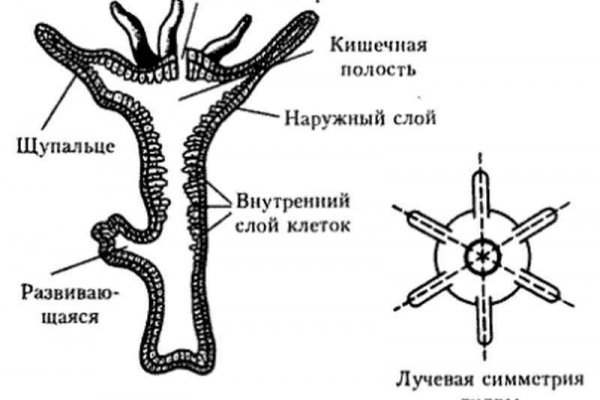 Рабочий сайт омг для тора